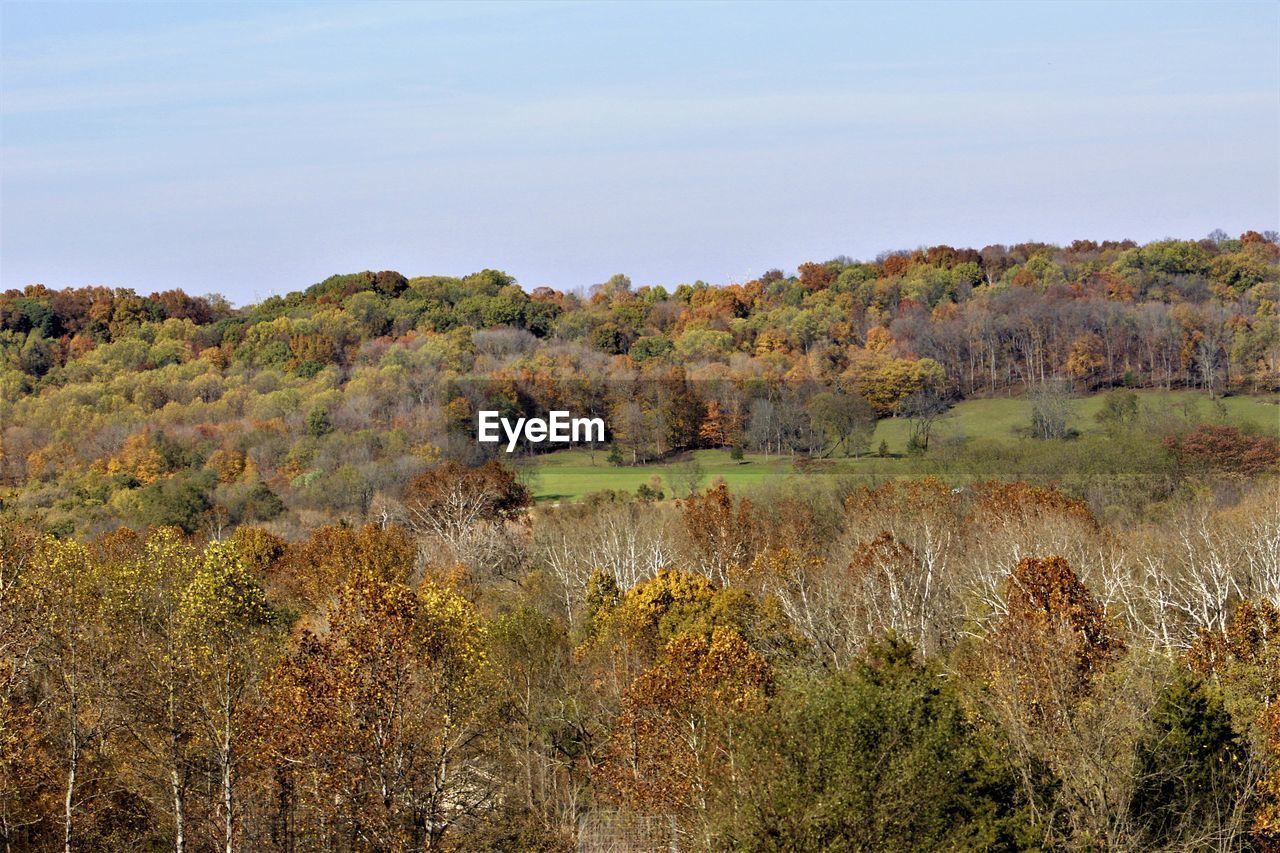 Scenic view of forest against sky