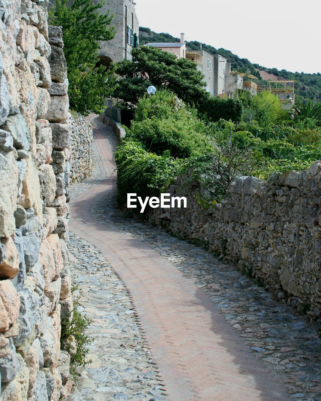 PLANTS AND TREES GROWING ON STONE WALL