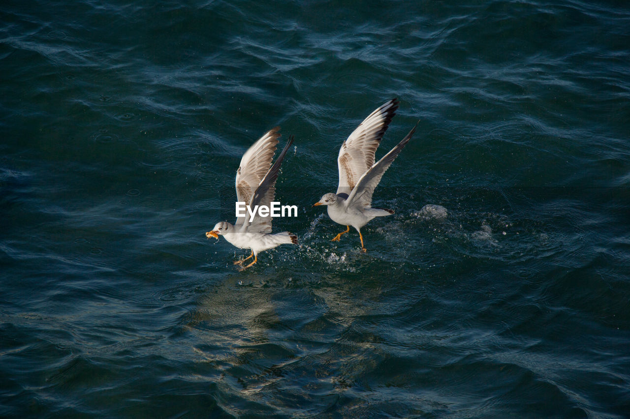 High angle view of seagull flying over sea