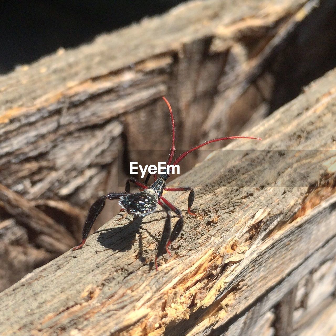 CLOSE-UP OF MOTH ON WOOD