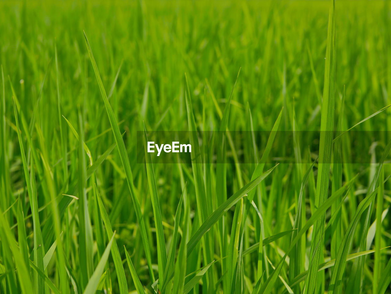 FULL FRAME SHOT OF CORN FIELD