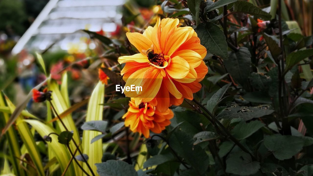 Close-up of bee pollinating on flower