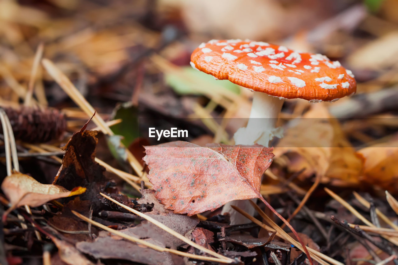 Close-up of fly agaric mushroom growing in forest