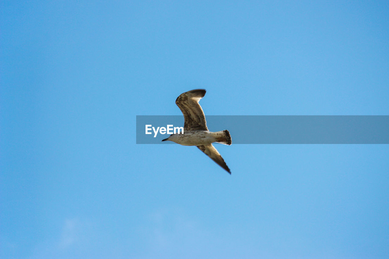 LOW ANGLE VIEW OF SEAGULL FLYING IN THE SKY