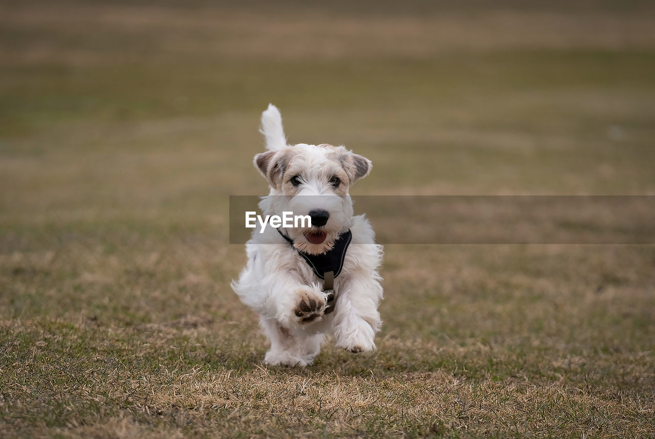 dog, canine, domestic animals, pet, one animal, mammal, animal themes, animal, grass, west highland white terrier, running, portrait, carnivore, plant, no people, nature, looking at camera, cute, motion, purebred dog, day, outdoors, terrier, young animal, land