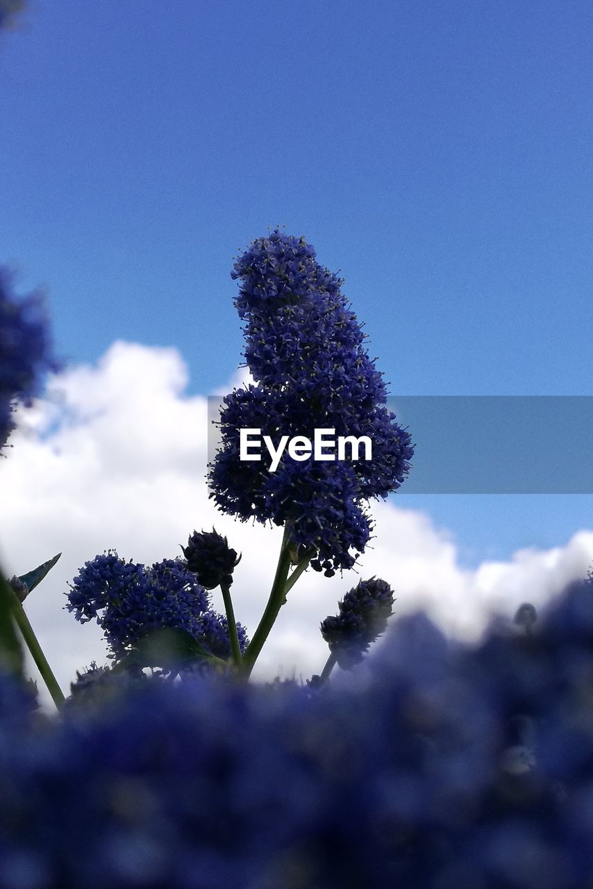 Low angle view of flower tree against blue sky