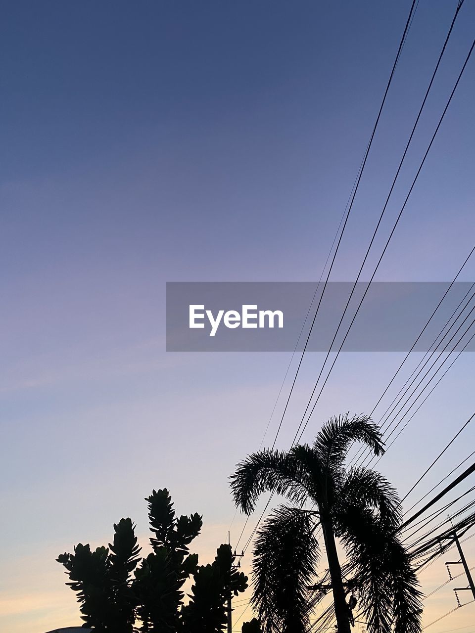 LOW ANGLE VIEW OF SILHOUETTE TREES AGAINST SKY