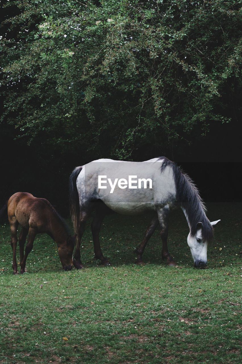 Family horses eating in new forest