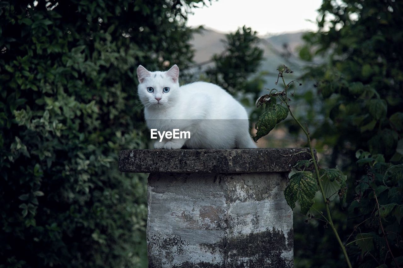 PORTRAIT OF WHITE CAT SITTING ON TREE AGAINST PLANTS