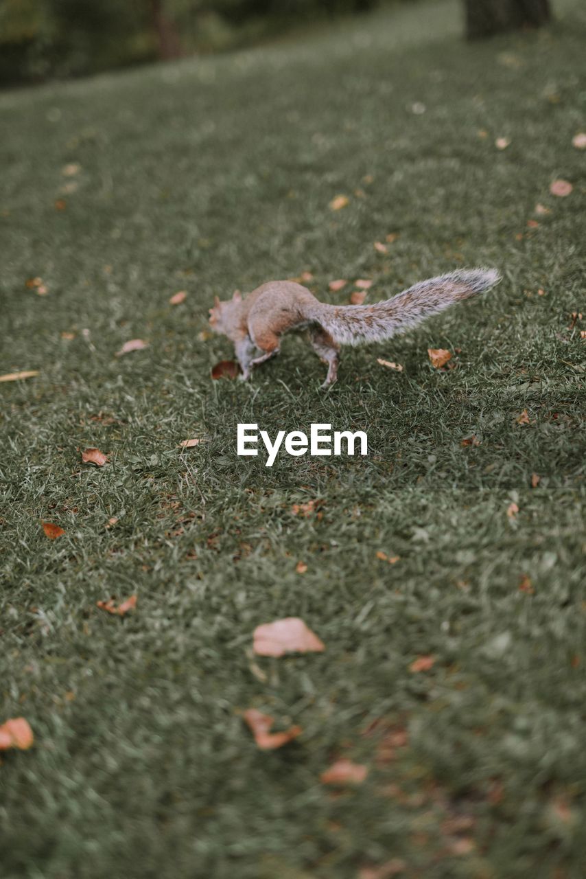 High angle view of squirrel running on field