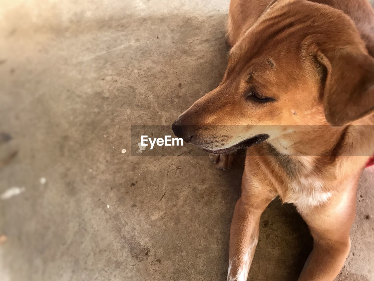 HIGH ANGLE VIEW OF DOG LOOKING AWAY