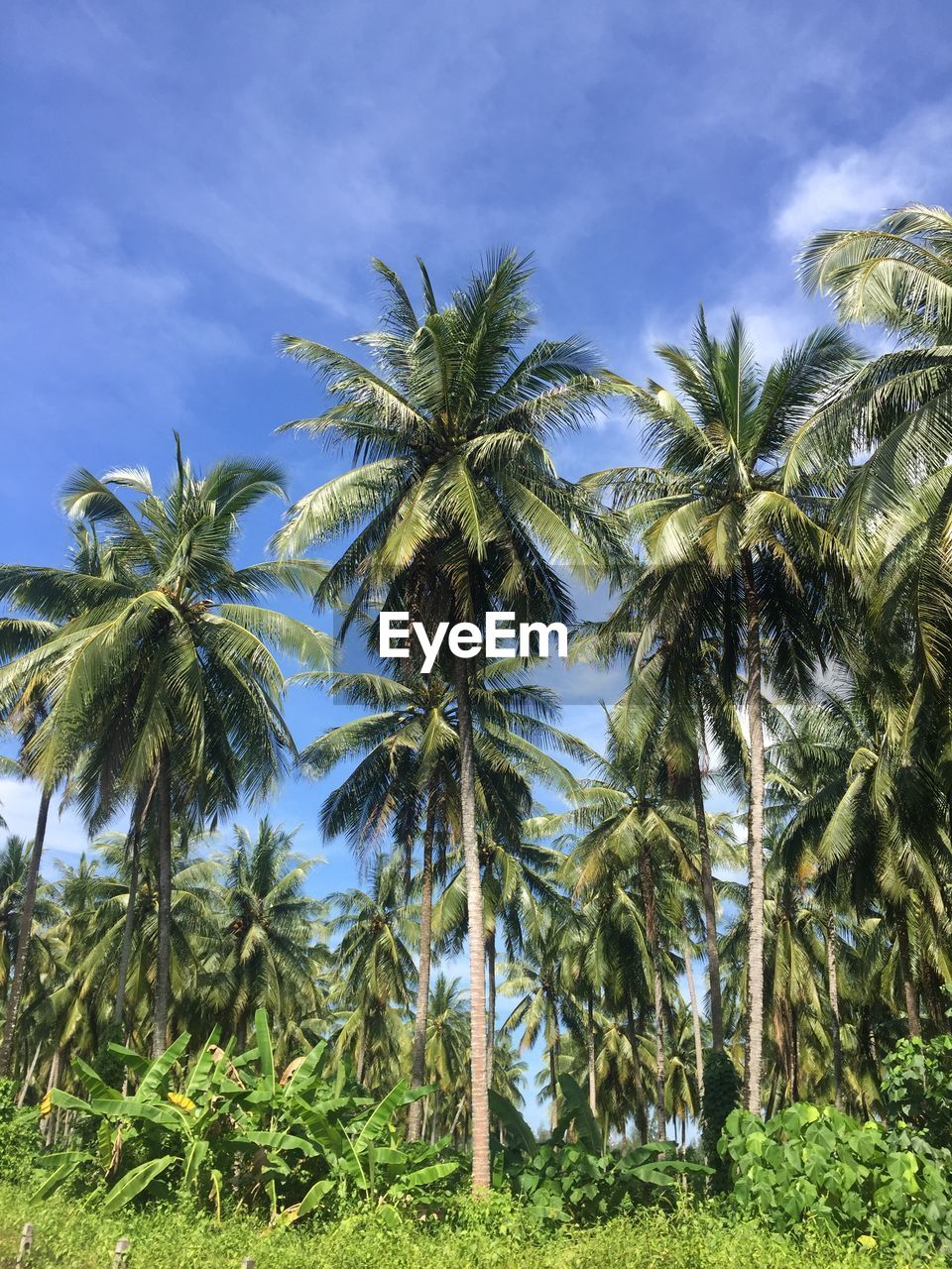 Palm trees against sky