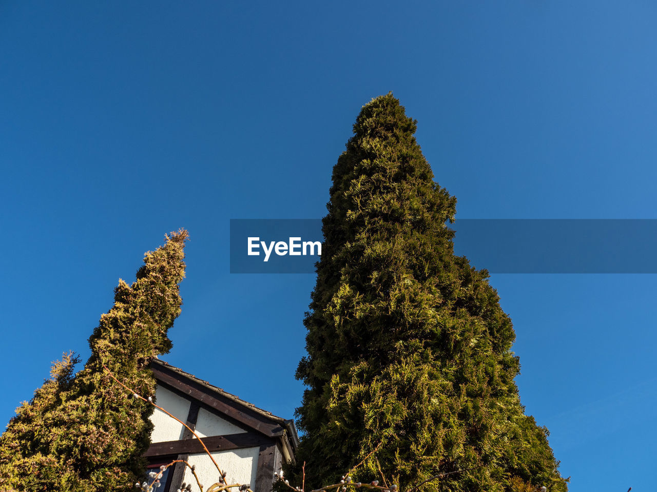 Low angle view of trees against blue sky