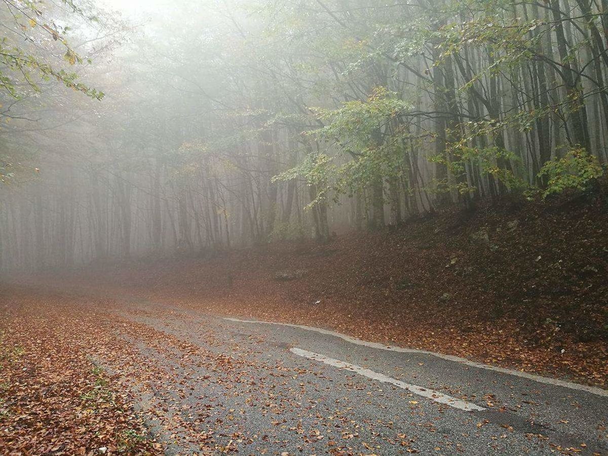 TREES IN FOREST DURING FOGGY WEATHER