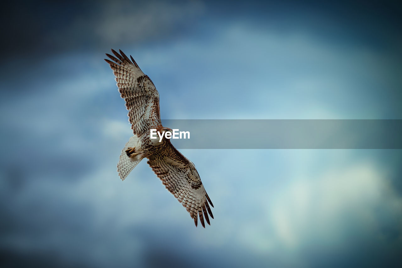 Red tailed hawk in flight