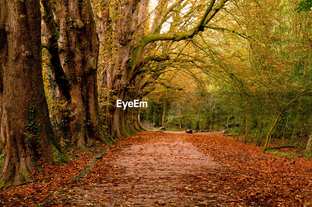 Footpath amidst trees in forest during autumn