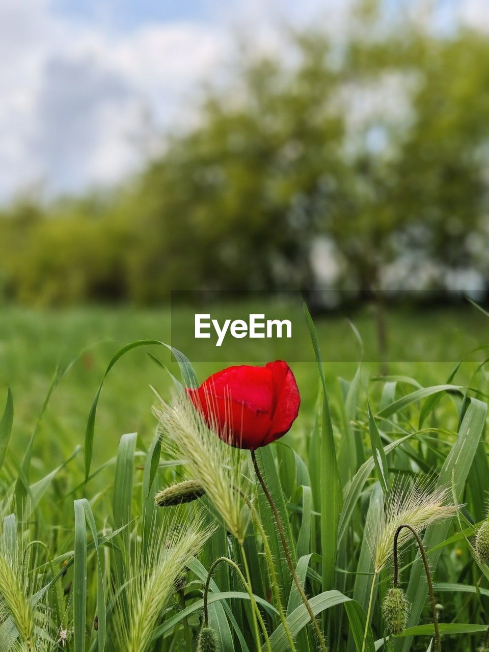 plant, grass, field, green, meadow, flower, nature, red, beauty in nature, growth, grassland, flowering plant, lawn, land, no people, sky, focus on foreground, day, freshness, poppy, prairie, close-up, landscape, outdoors, pasture, rural area, environment, springtime, rural scene, cloud, leaf, fragility, wildflower, selective focus, tranquility