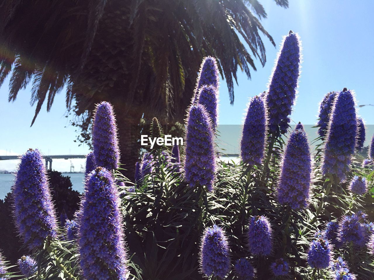 PURPLE FLOWERS AGAINST BLUE SKY