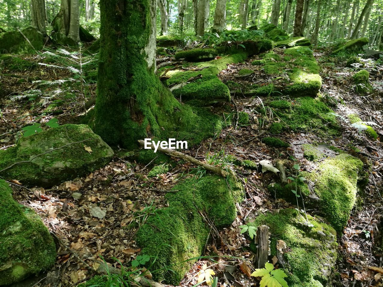 CLOSE-UP OF MOSS ON TREE TRUNK