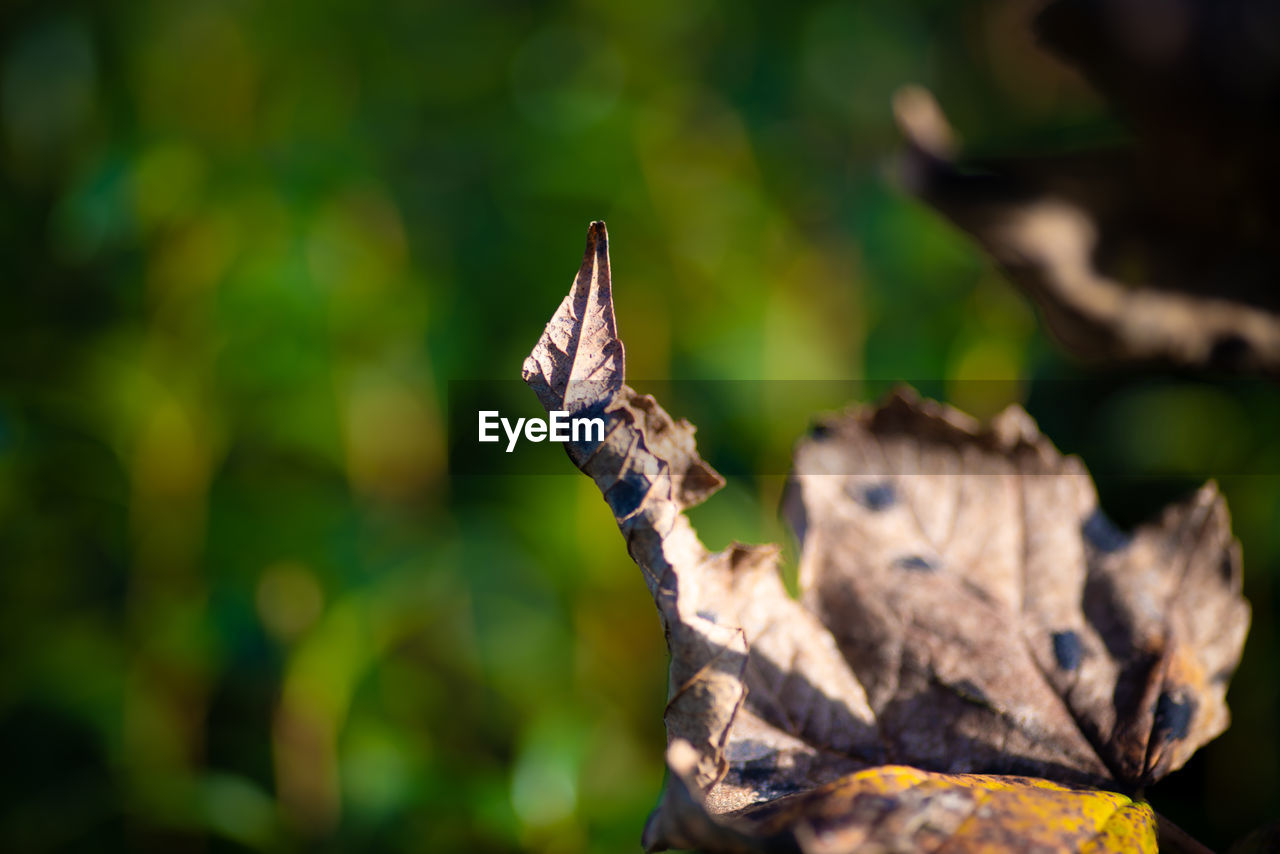 CLOSE-UP OF DRIED LEAVES ON TREE