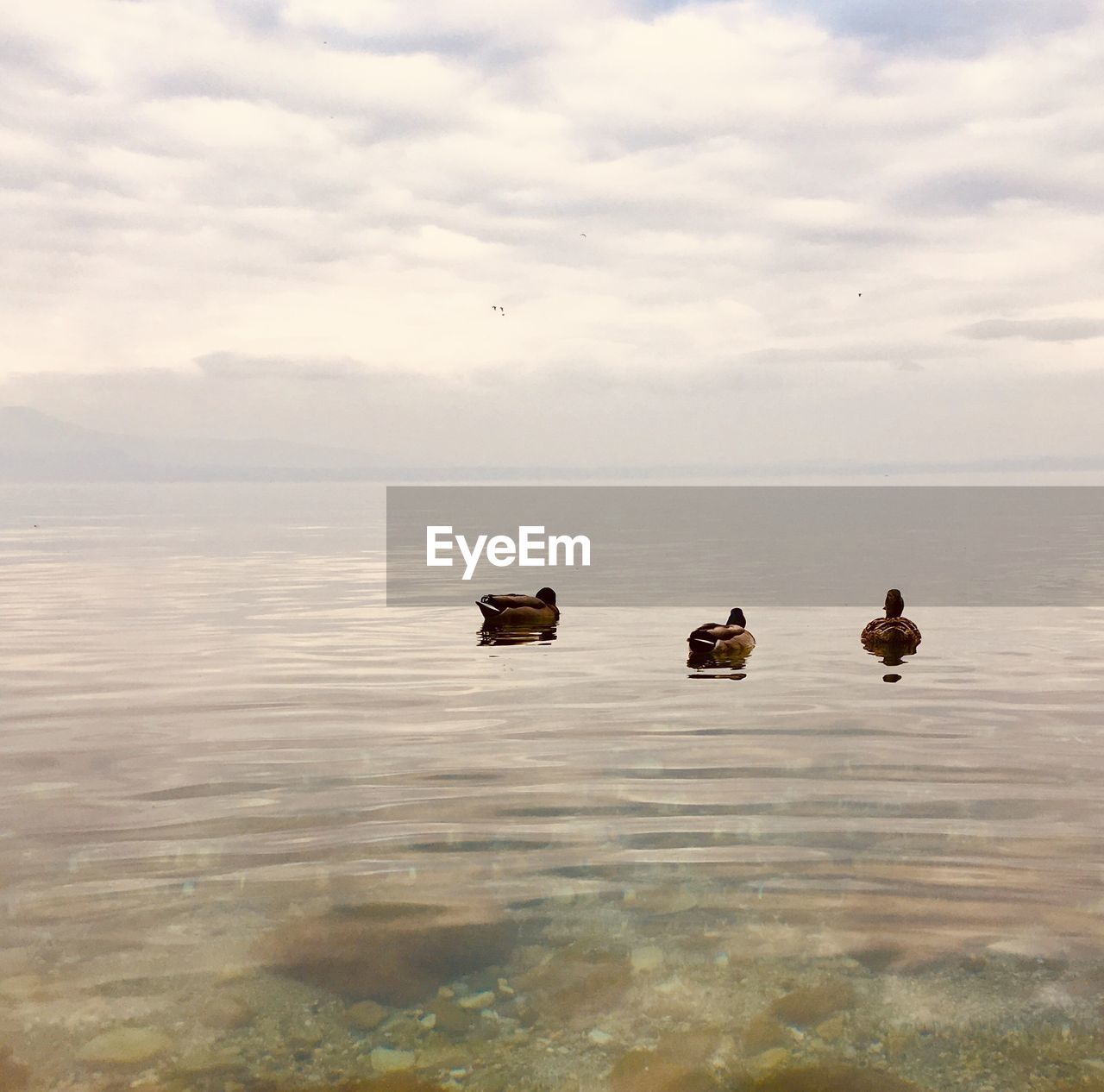 VIEW OF BIRDS SWIMMING IN LAKE