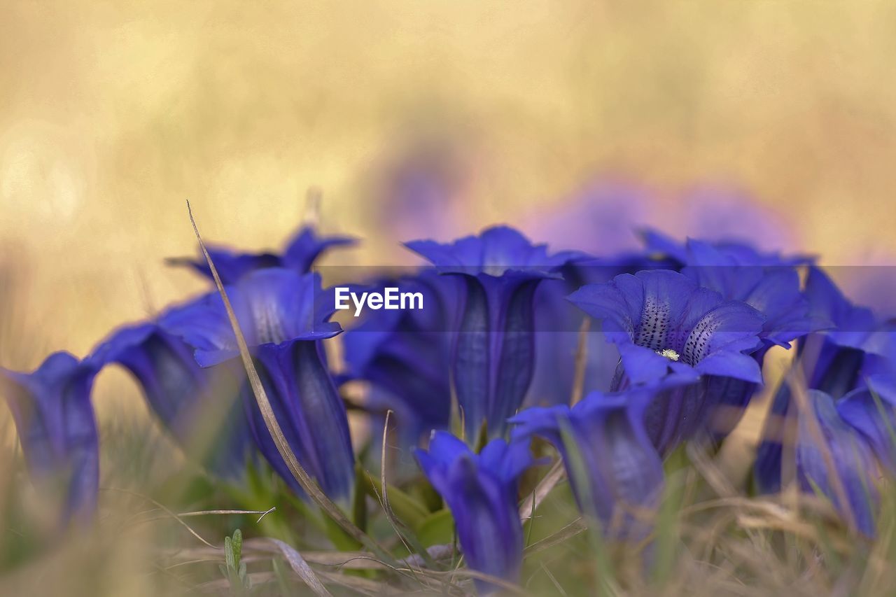 CLOSE-UP OF PURPLE FLOWERING PLANTS ON LAND