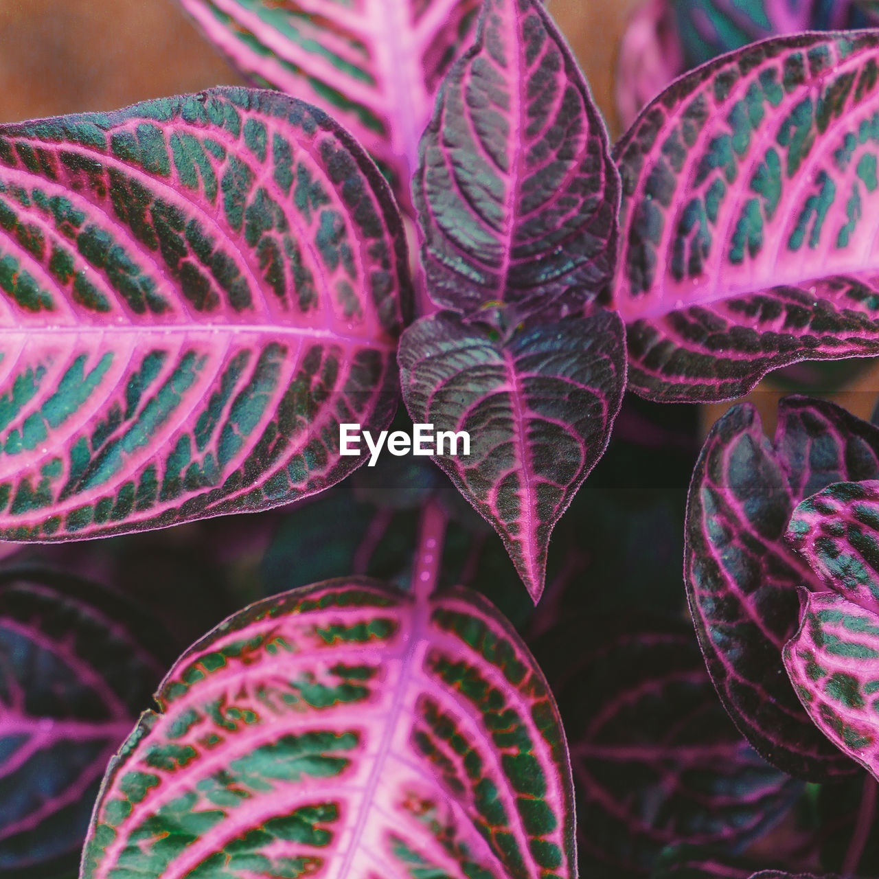 Full frame shot of pink leaves