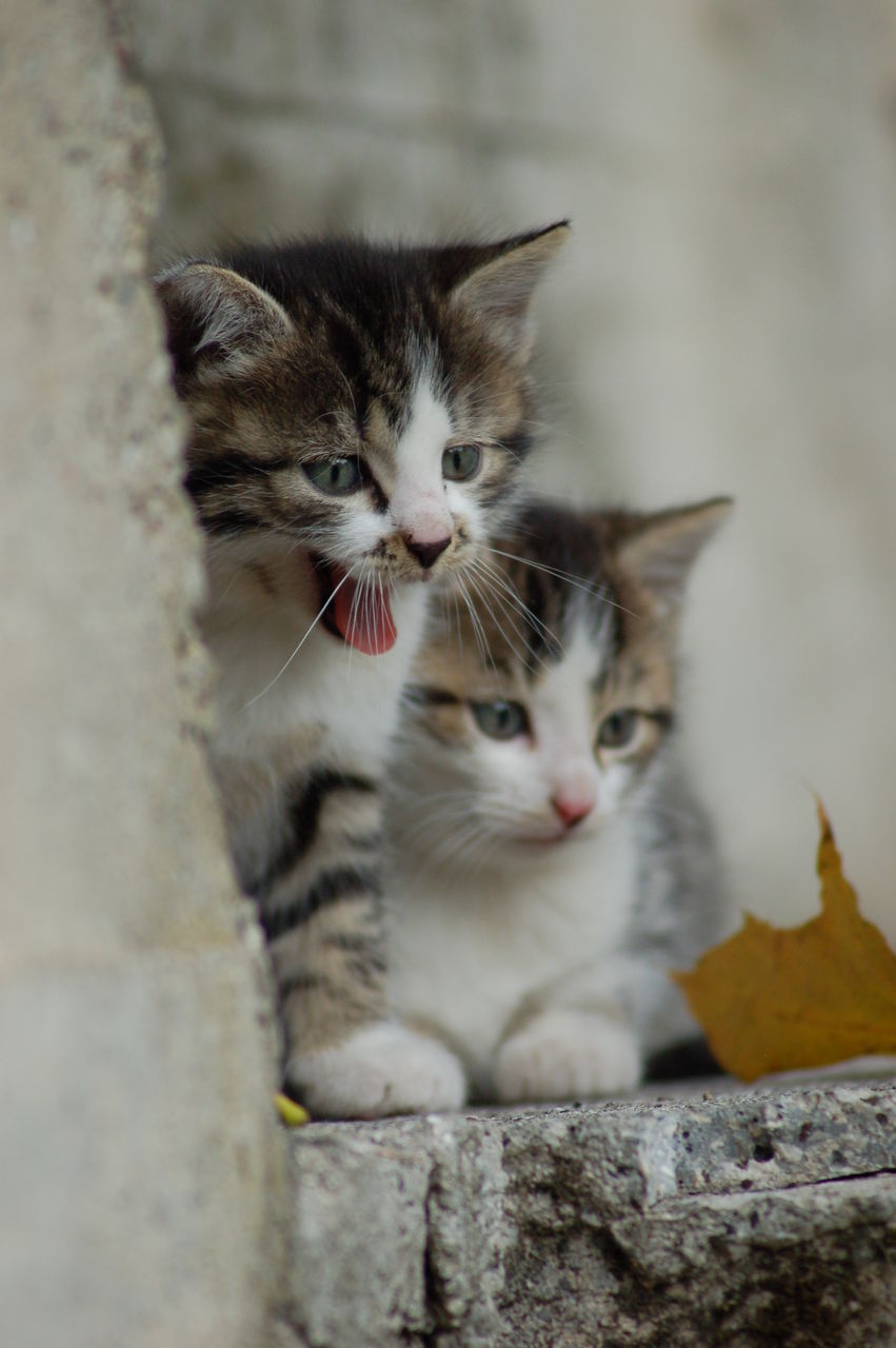 Portrait of cat