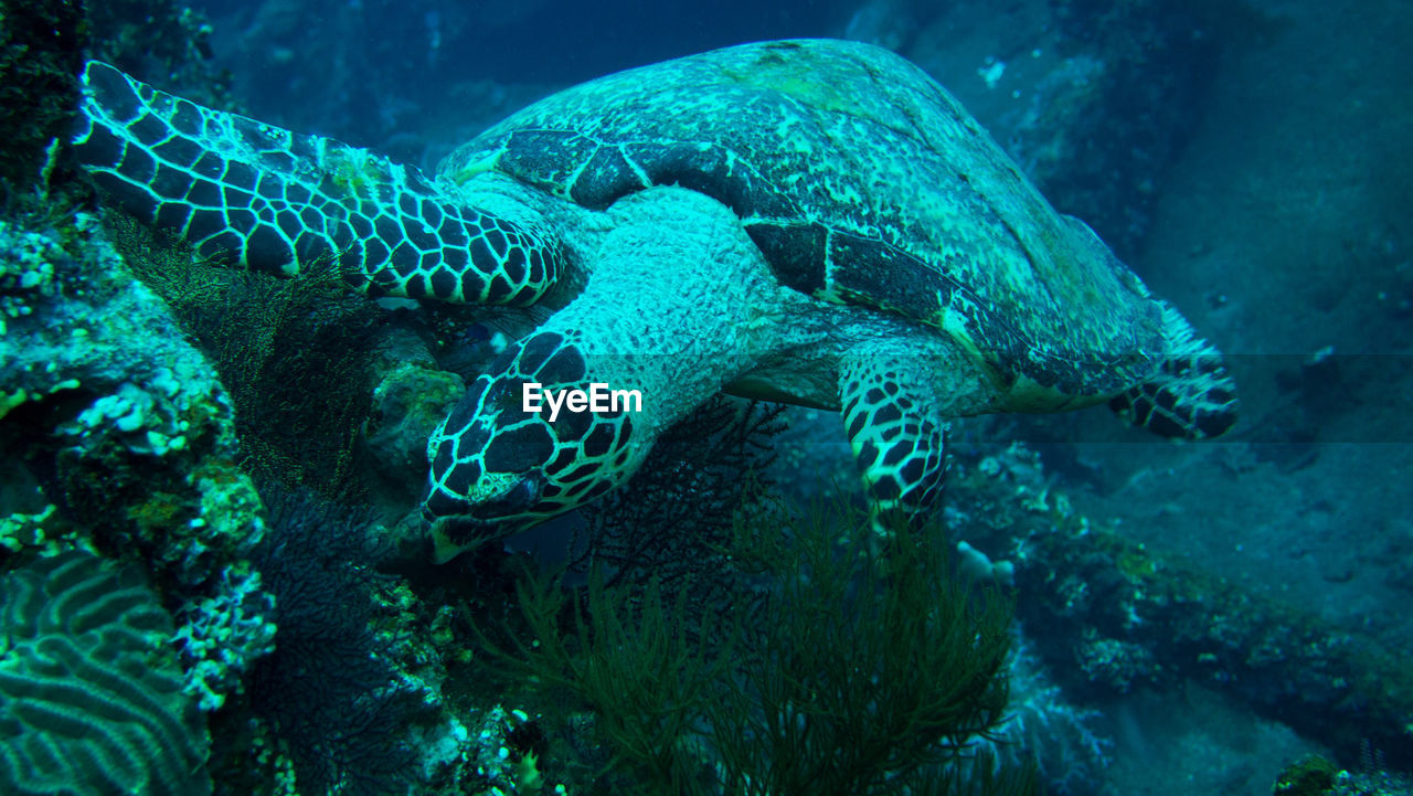 Close-up of turtle swimming over coral in ocean