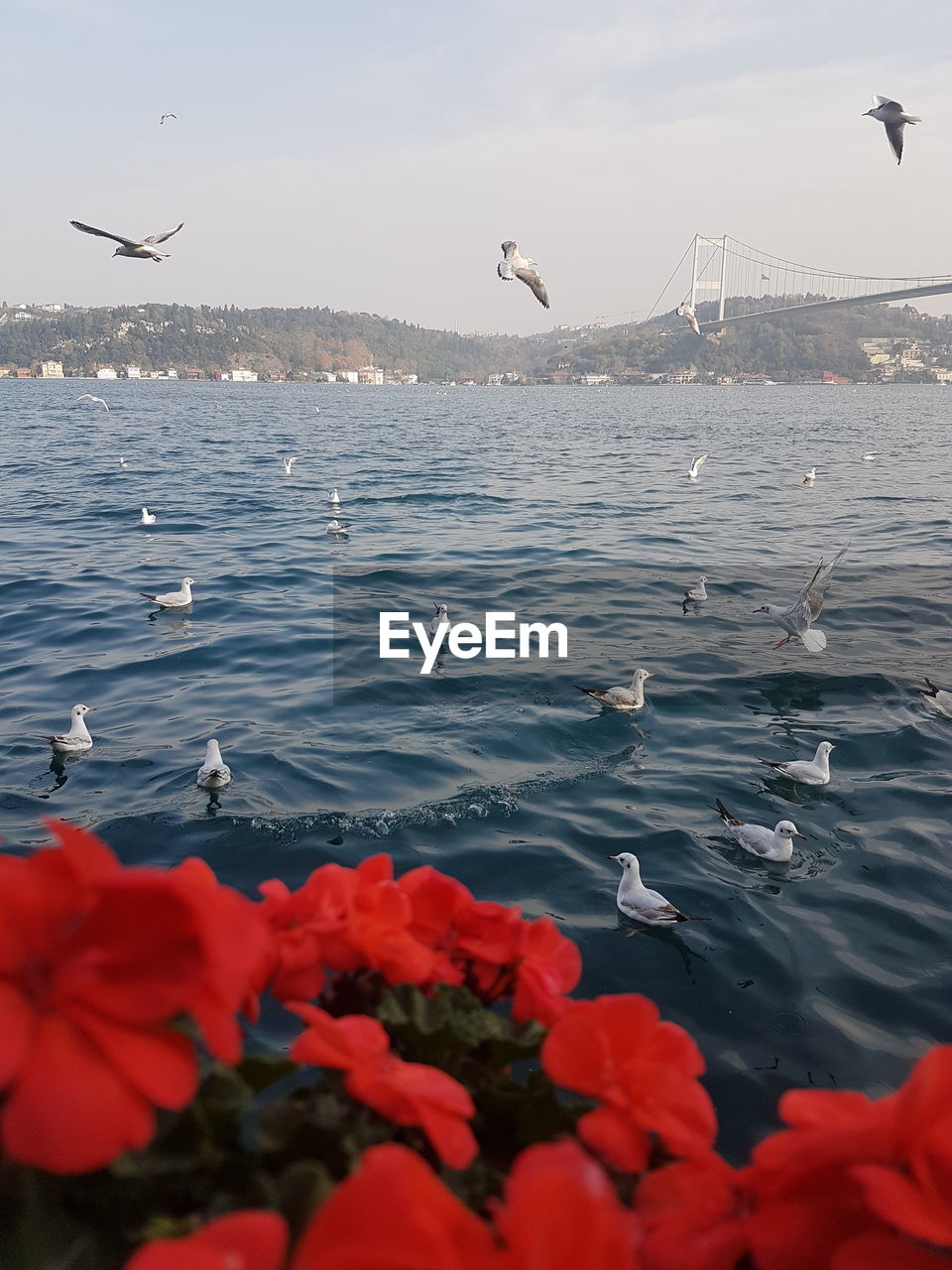 SEAGULLS FLYING OVER SEA