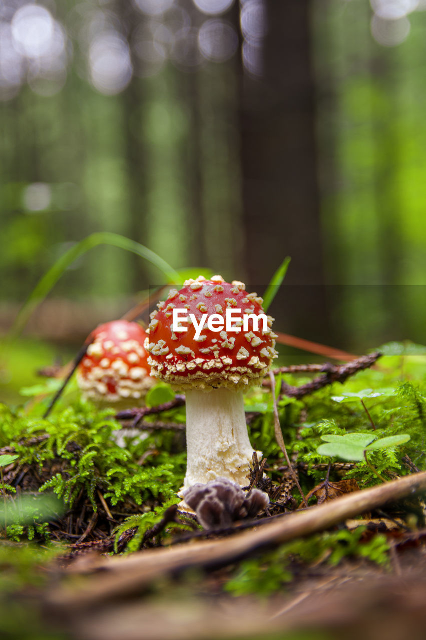 Red bright inedible mushroom fly agaric sprouted through fresh moss and grass in autumn forest