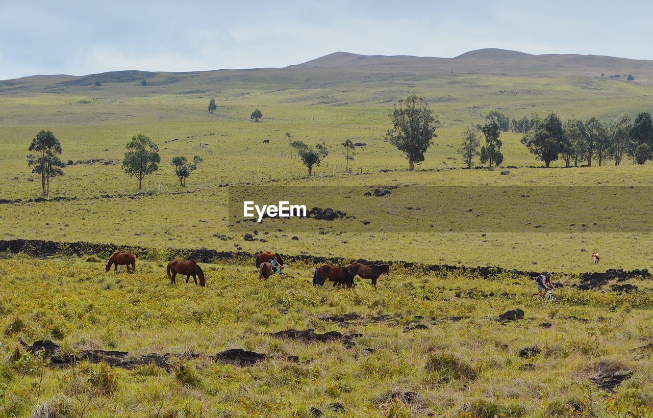 SHEEP GRAZING IN A FIELD