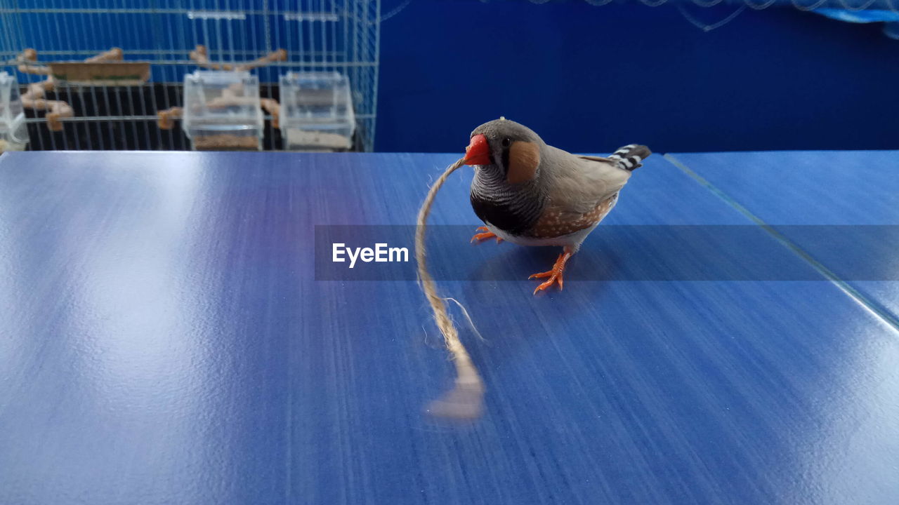 Bird holding rope on table