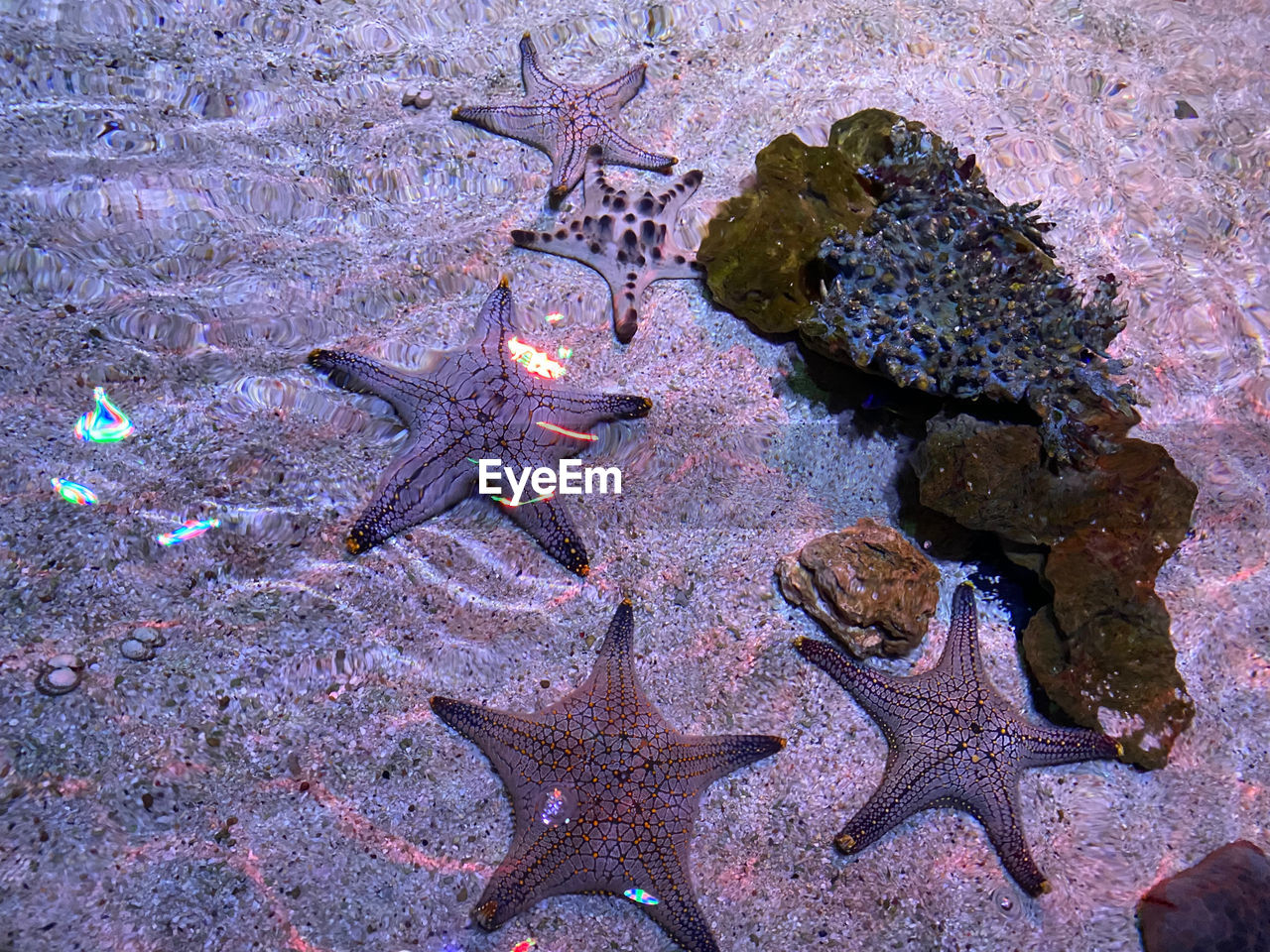 HIGH ANGLE VIEW OF STARFISH ON SEA