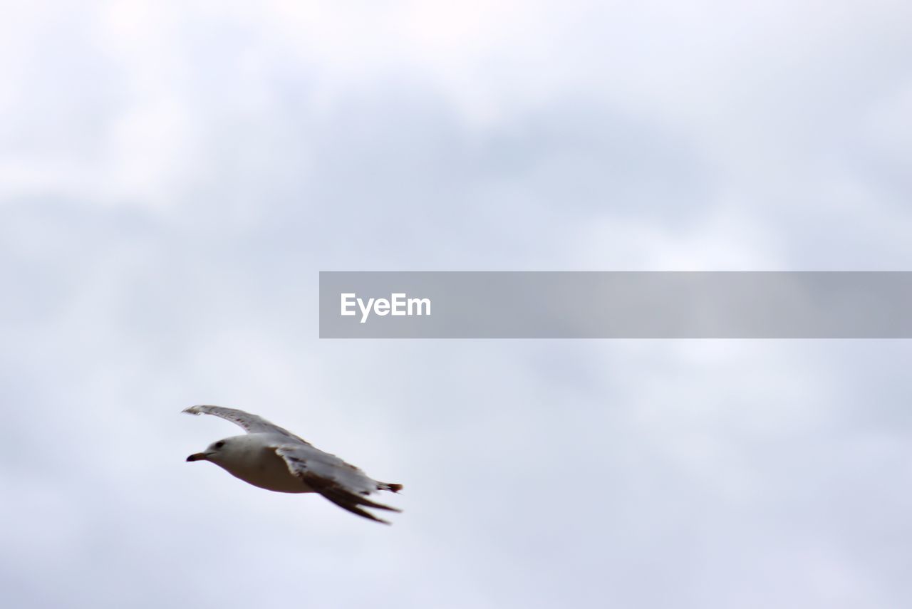 LOW ANGLE VIEW OF SEAGULLS FLYING