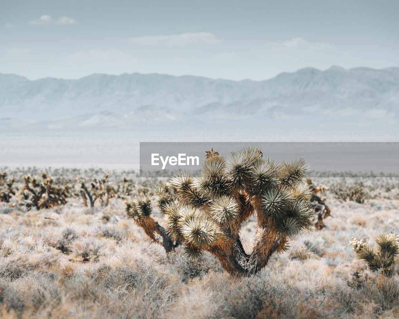 Scenic view of desert against sky