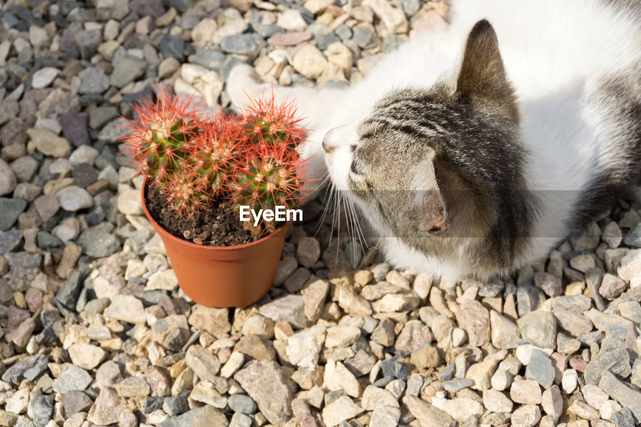 HIGH ANGLE VIEW OF TABBY CAT ON ROCK