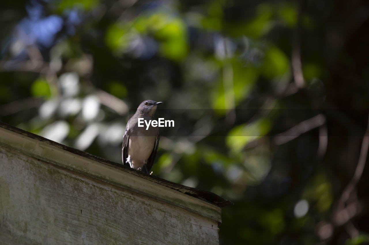 animal themes, animal, animal wildlife, bird, wildlife, one animal, nature, perching, green, branch, tree, no people, focus on foreground, plant, outdoors, day, wood, beak, low angle view