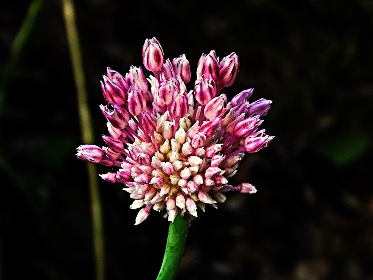 Close-up of pink flower