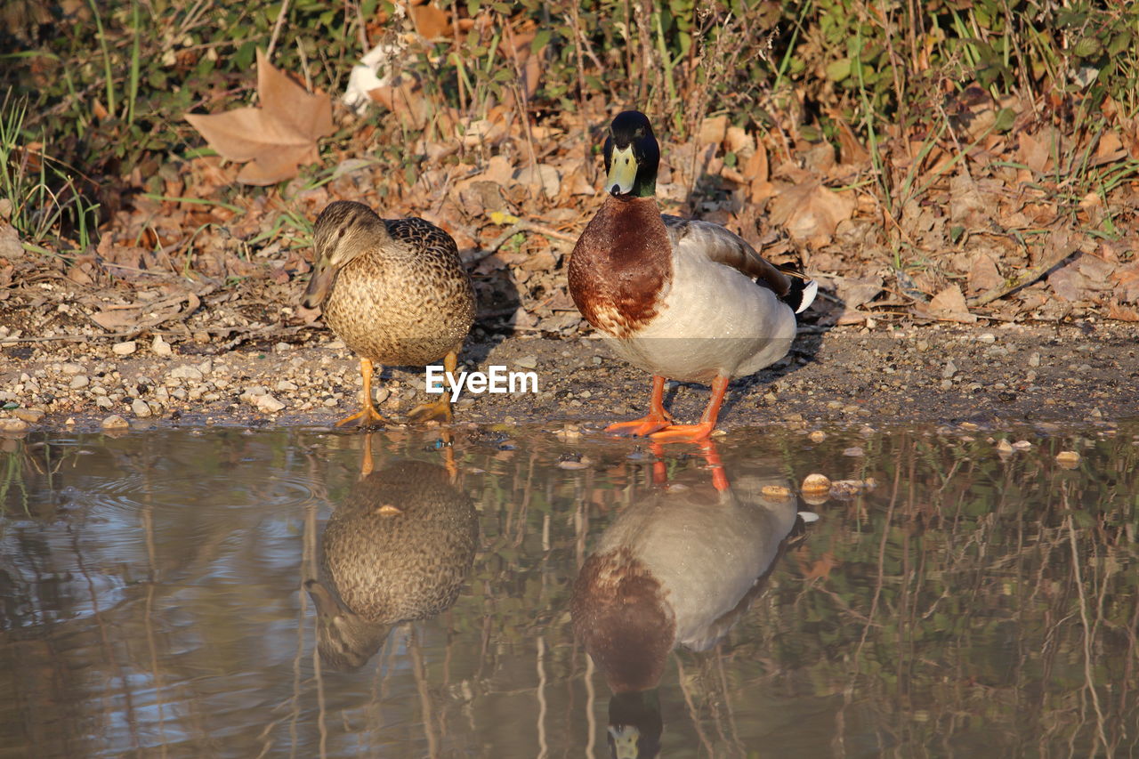 DUCKS ON LAKE