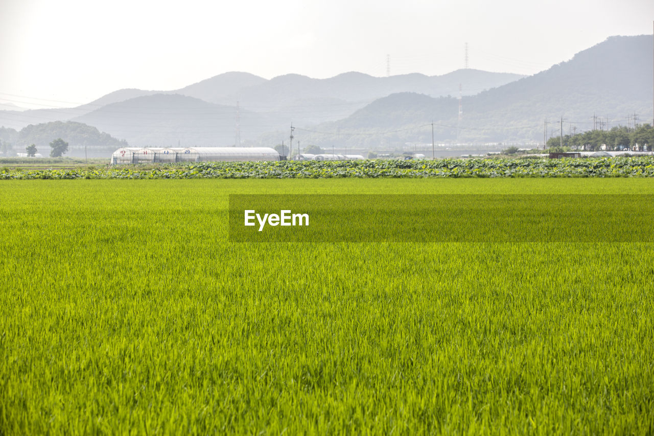 Scenic view of grassy field against mountains