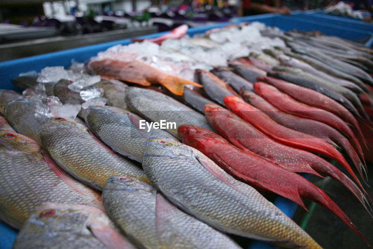 CLOSE-UP OF FISH FOR SALE AT MARKET STALL