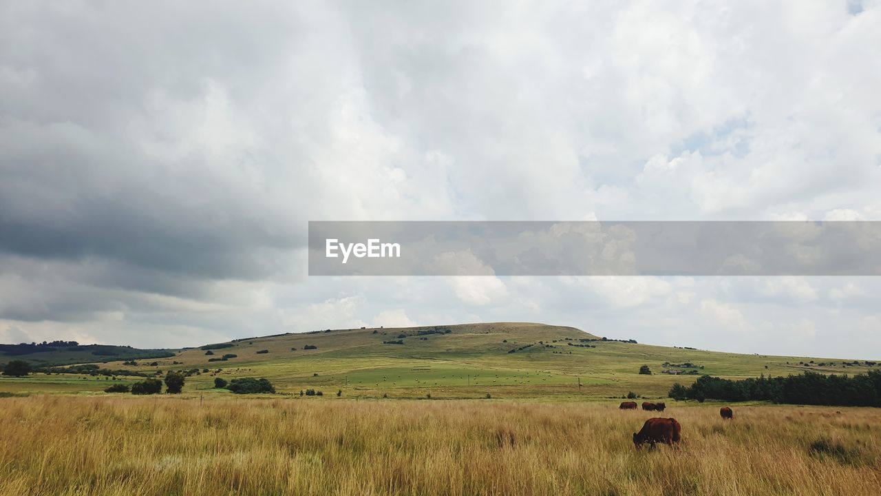 SCENIC VIEW OF FARMS AGAINST SKY