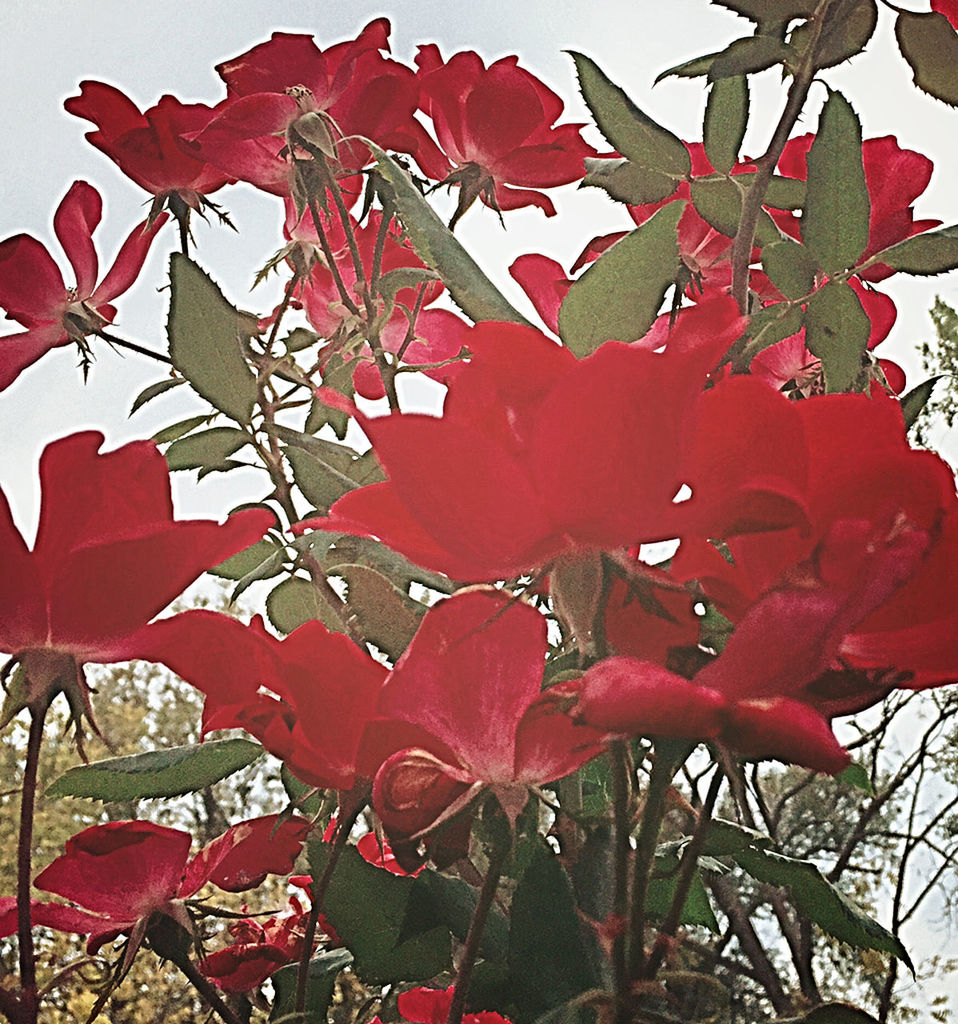 CLOSE-UP OF RED LEAVES ON TREE