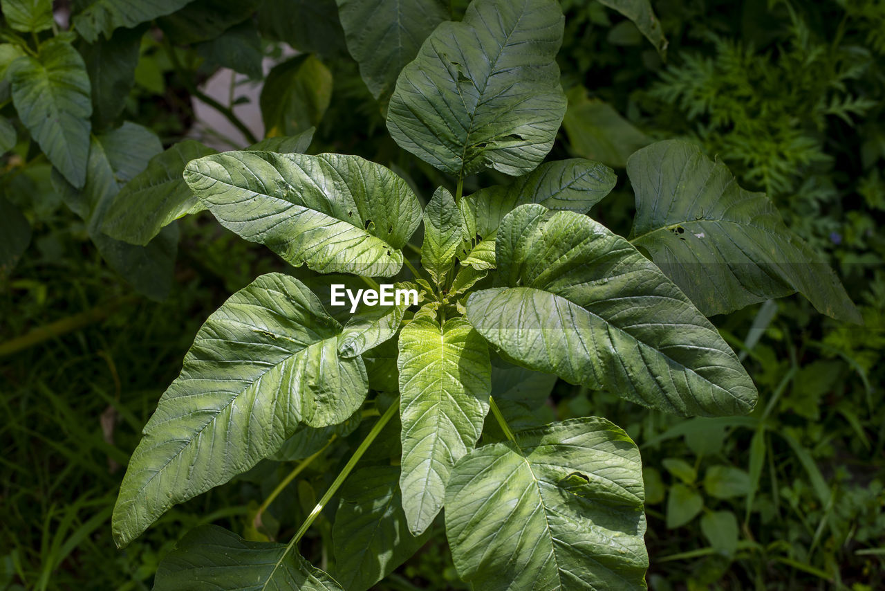 HIGH ANGLE VIEW OF LEAVES IN PLANT