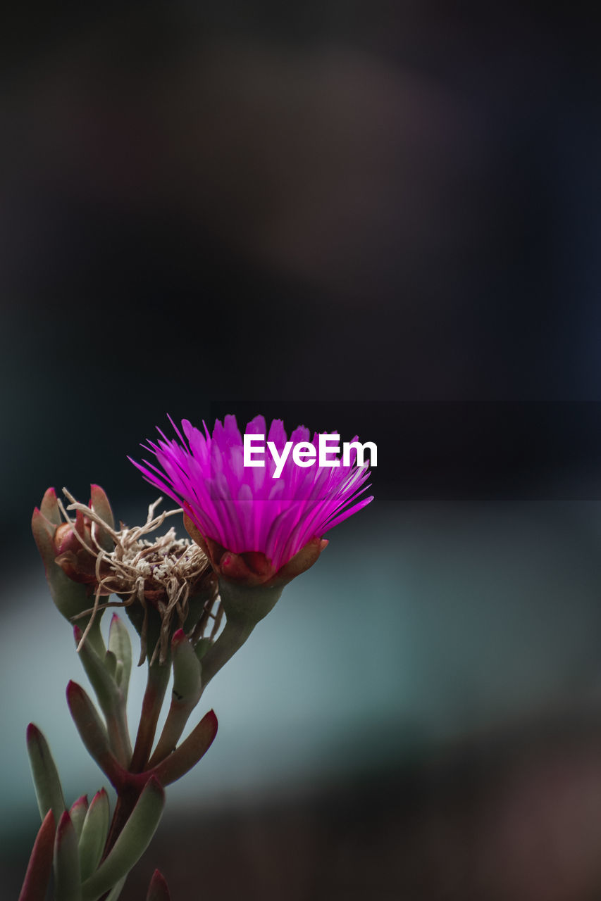 Close-up of purple flowering plant