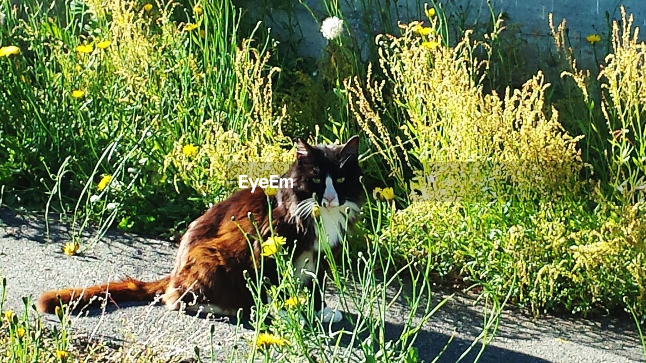 CAT SITTING ON GRASS