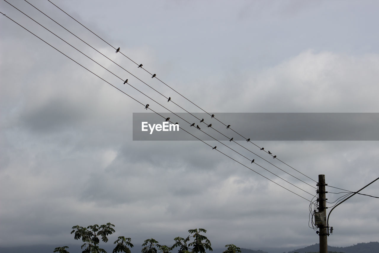 Low angle view of birds perching on cable against sky