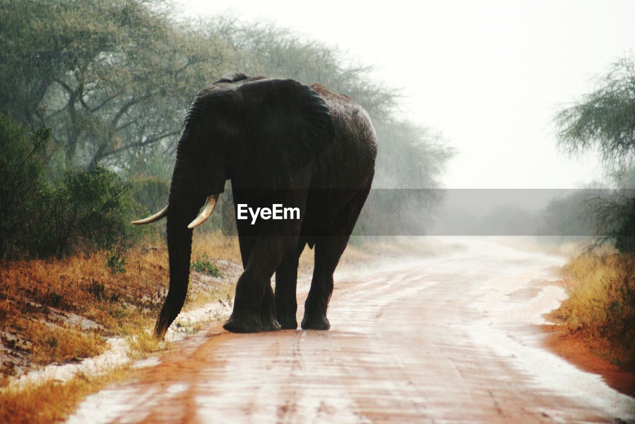 View of elephant walking in dirt road
