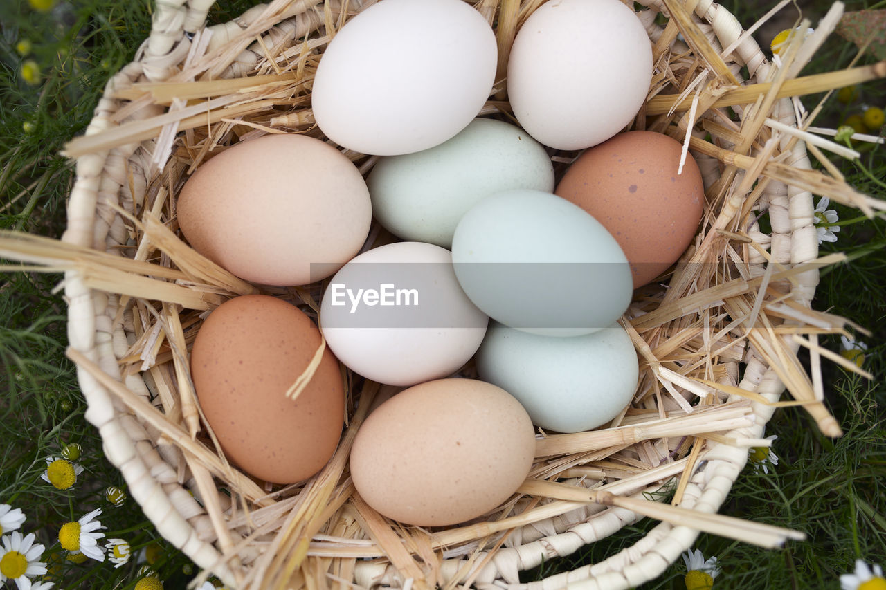 Chicken eggs of various colors. take with natural light.